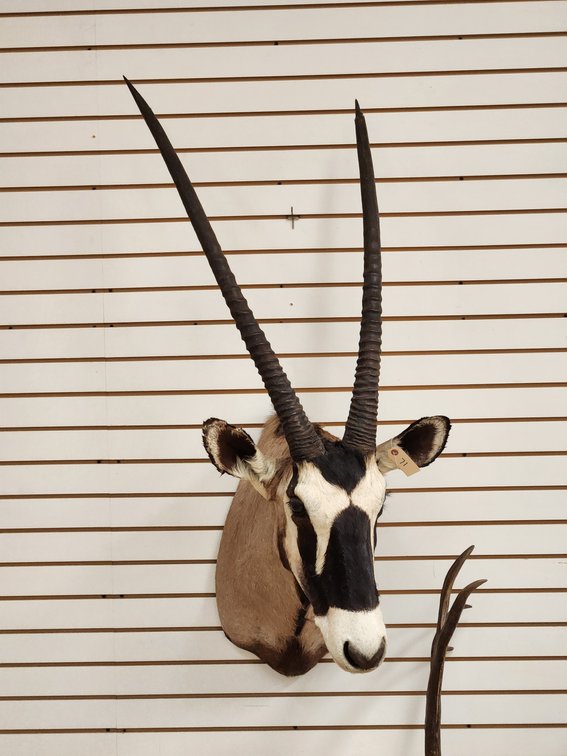 Gemsbok Shoulder Mount
