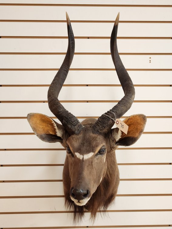 Nyala Shoulder Mount