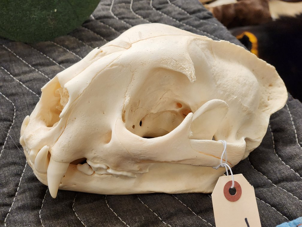Mountain Lion Skull