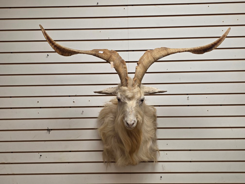 Catalina Goat Shoulder Mount