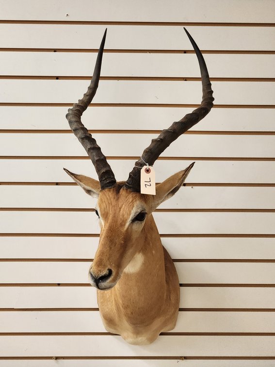 Impala Shoulder Mount