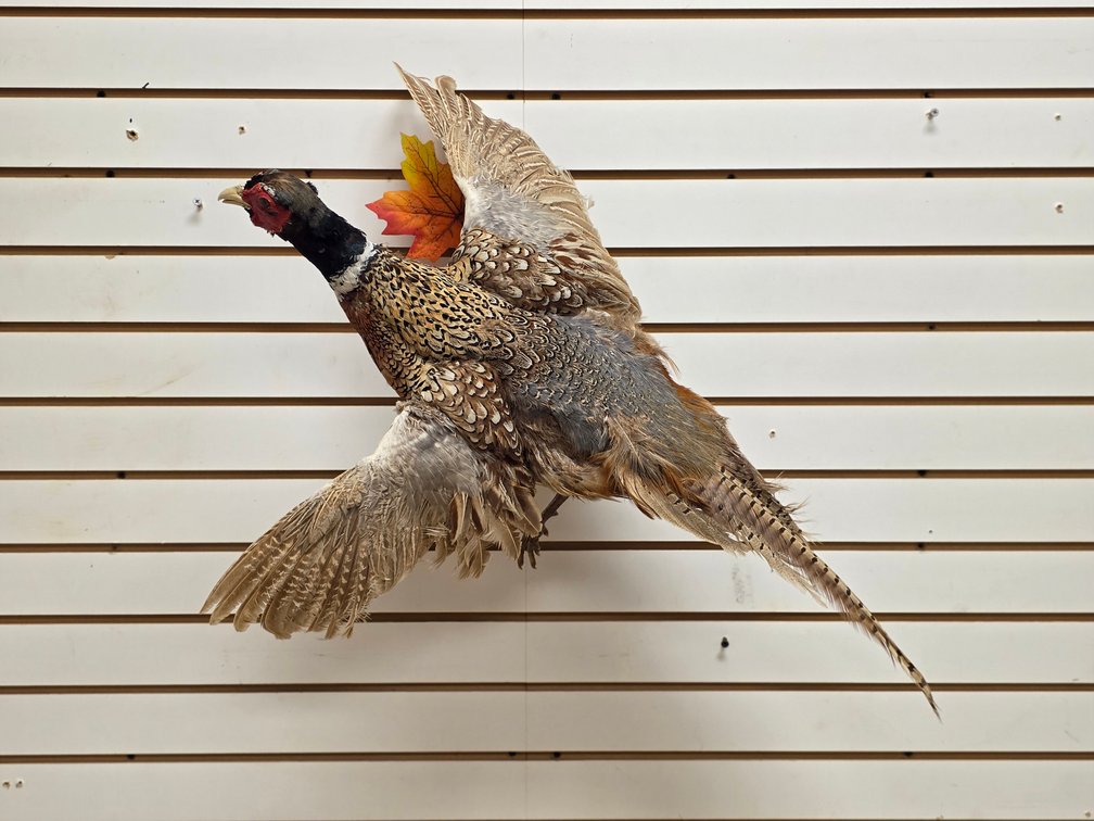 Ringneck Pheasant Full Body Mount