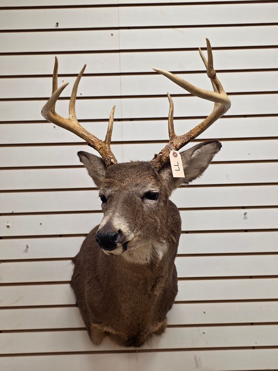10pt Whitetail Shoulder Mount