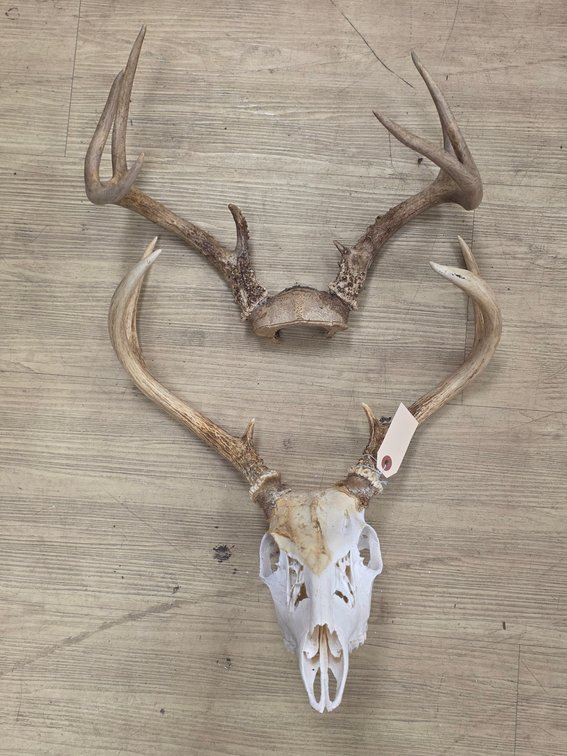 6pt European & 8pt Antler Mounts