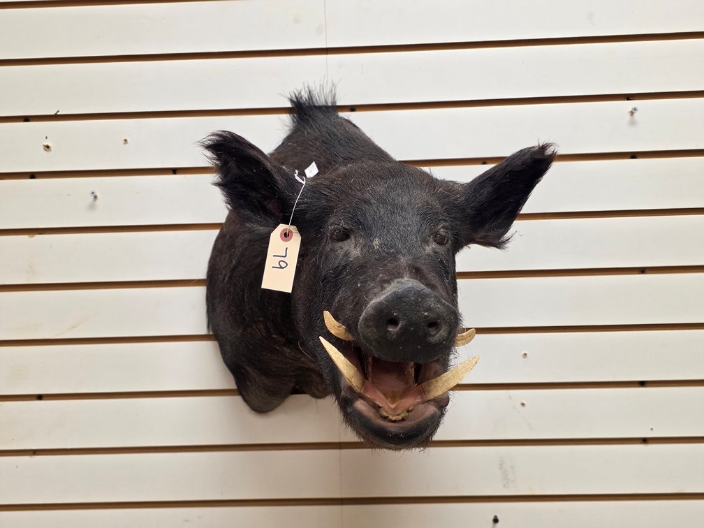 Wild Boar Shoulder Mount