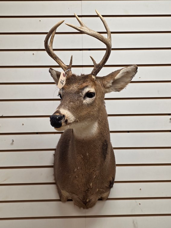 7pt Whitetail Shoulder Mount
