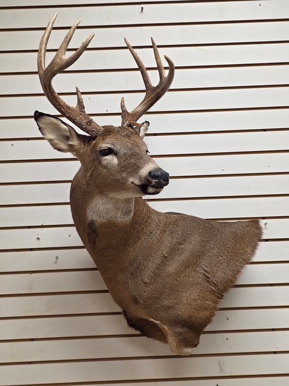 8pt Whitetail Shoulder Mount