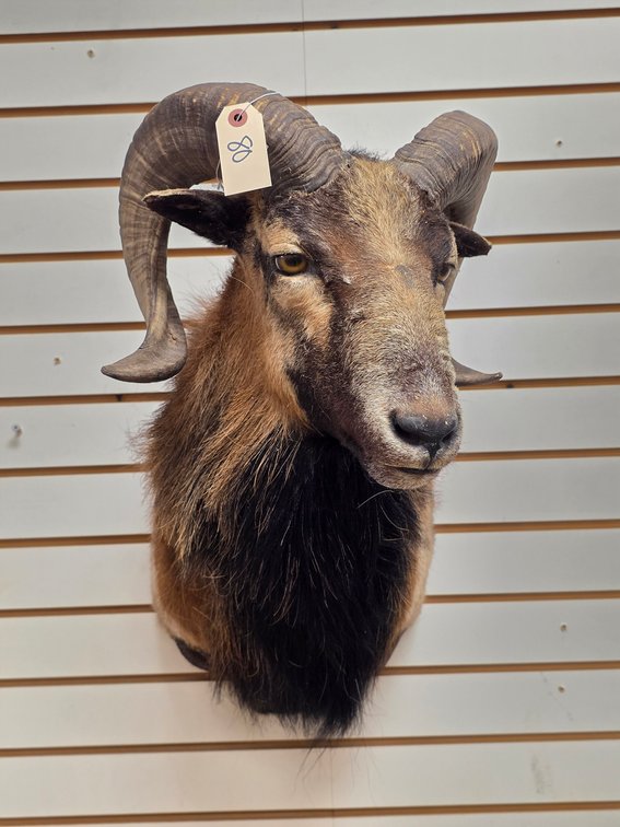 Corsican Ram Shoulder Mount