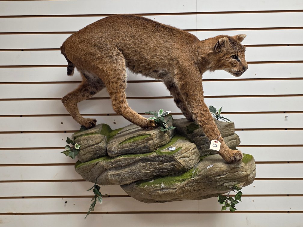 Bobcat Full Body Mount