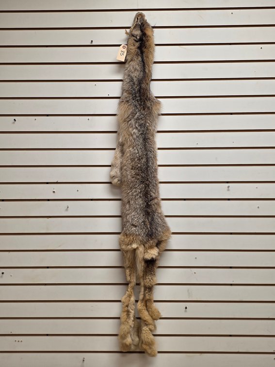 Bobcat Pelt