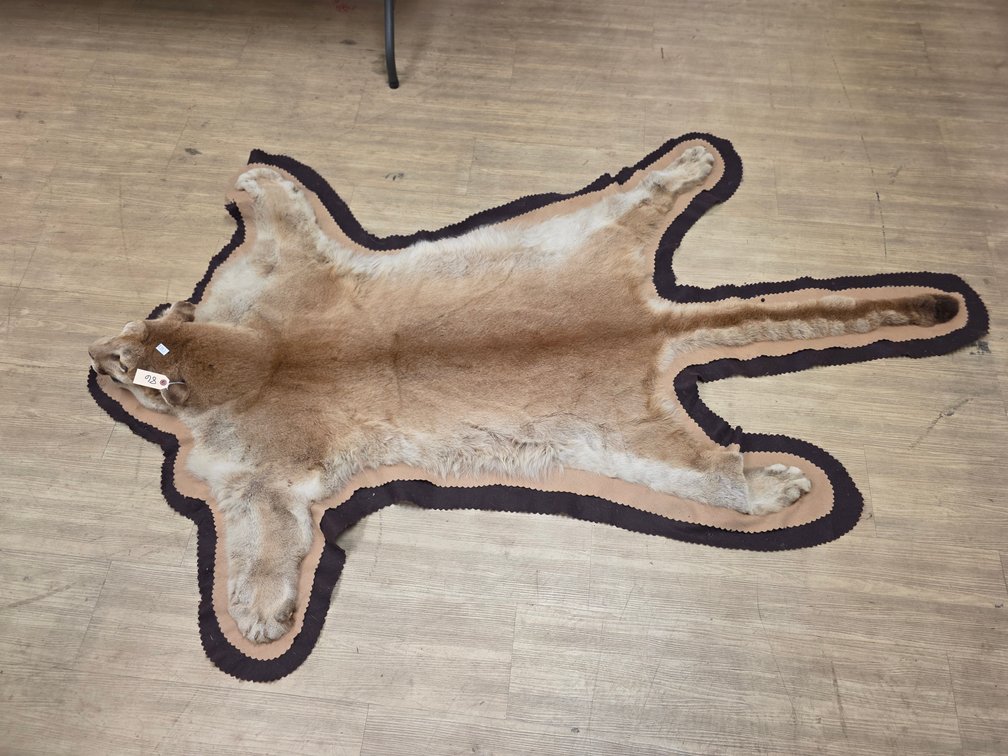 Bobcat Pelt on Felt