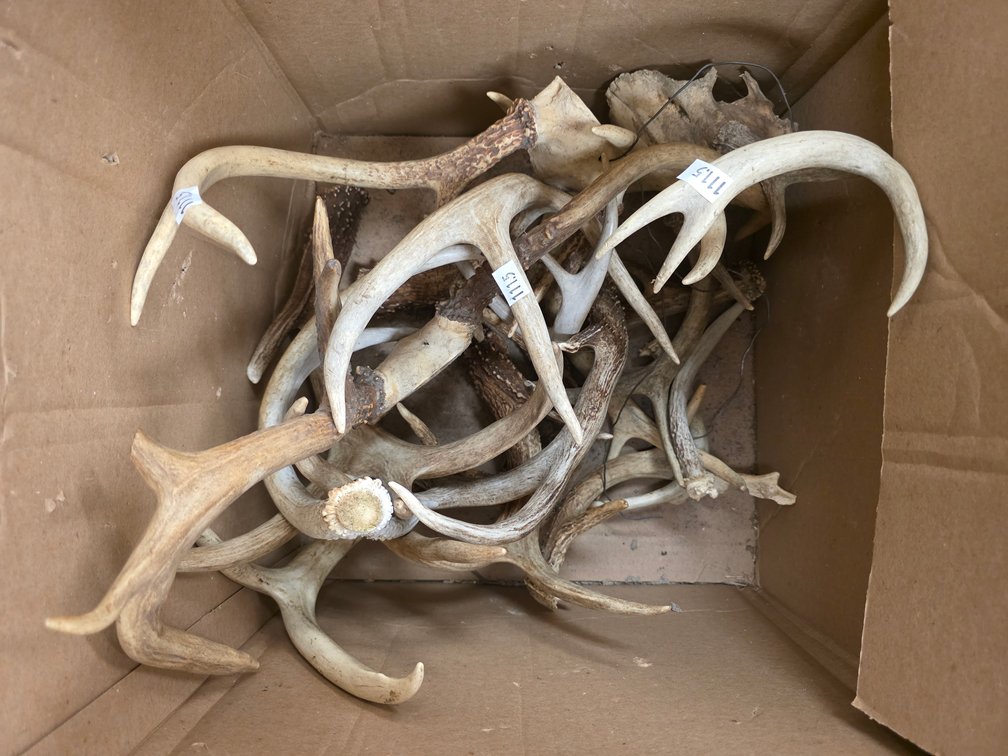 Lot of Assorted Antlers