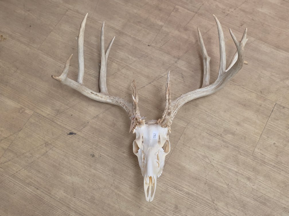 Lot of Assorted Antlers