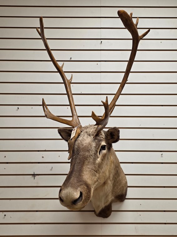 Caribou Shoulder Mount