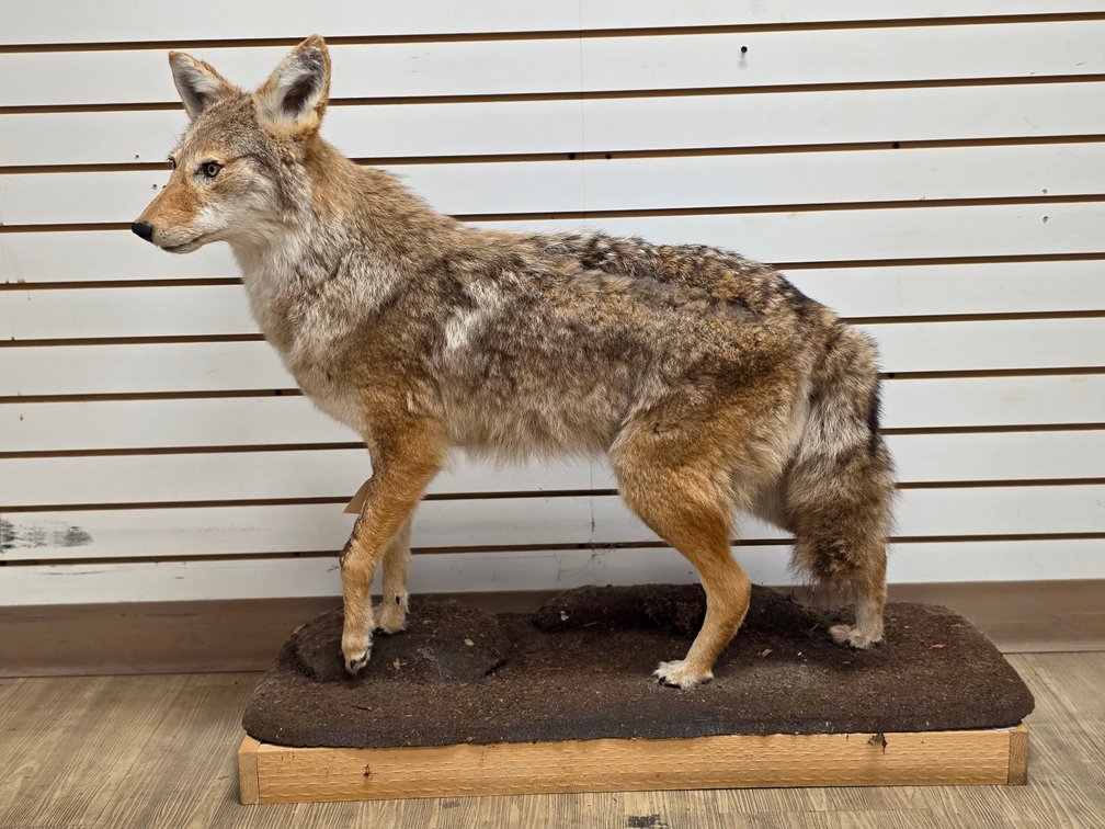 Coyote Full Body Mount