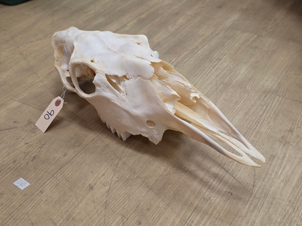 Skull 