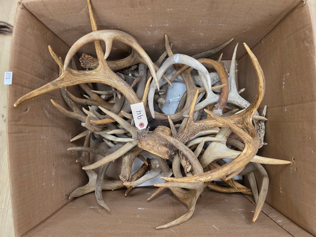 Lot of Assorted Antlers