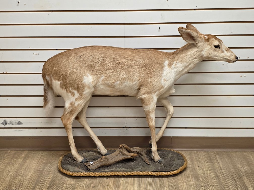 Piebald Doe Full Body Mount