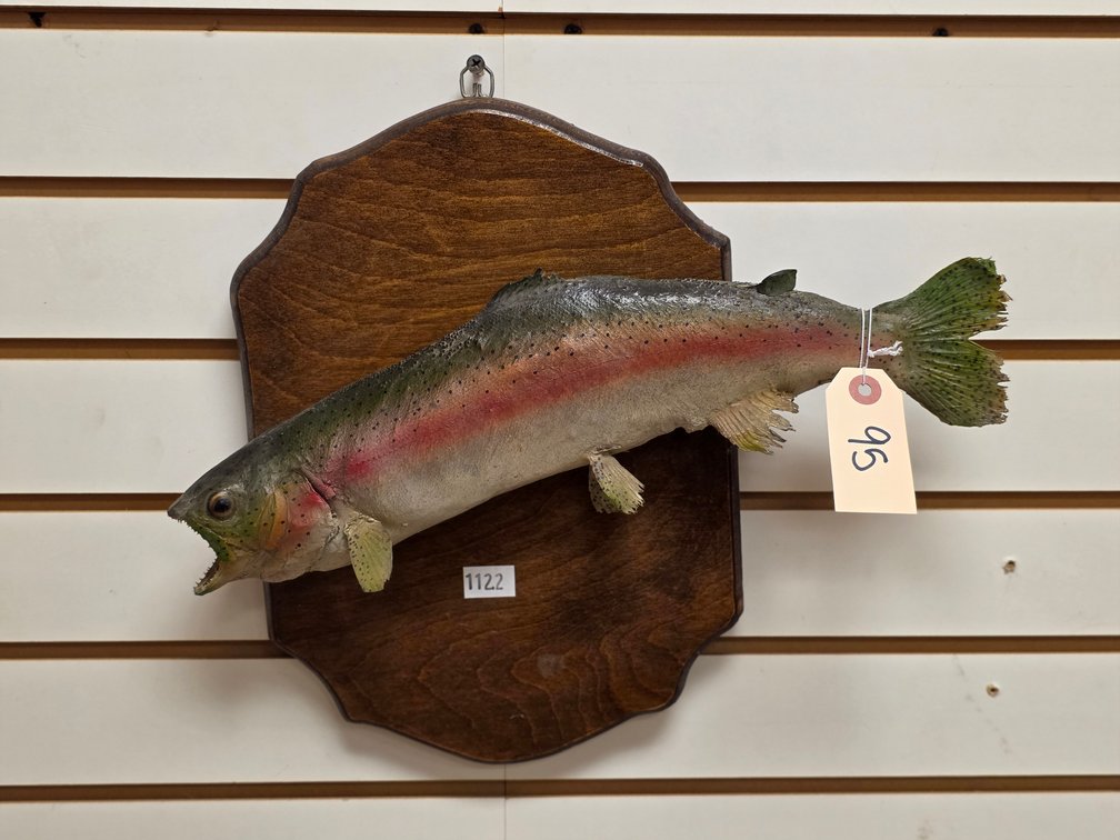Trout Full Body Mount on Plaque