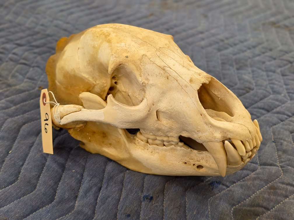 Bear Skull