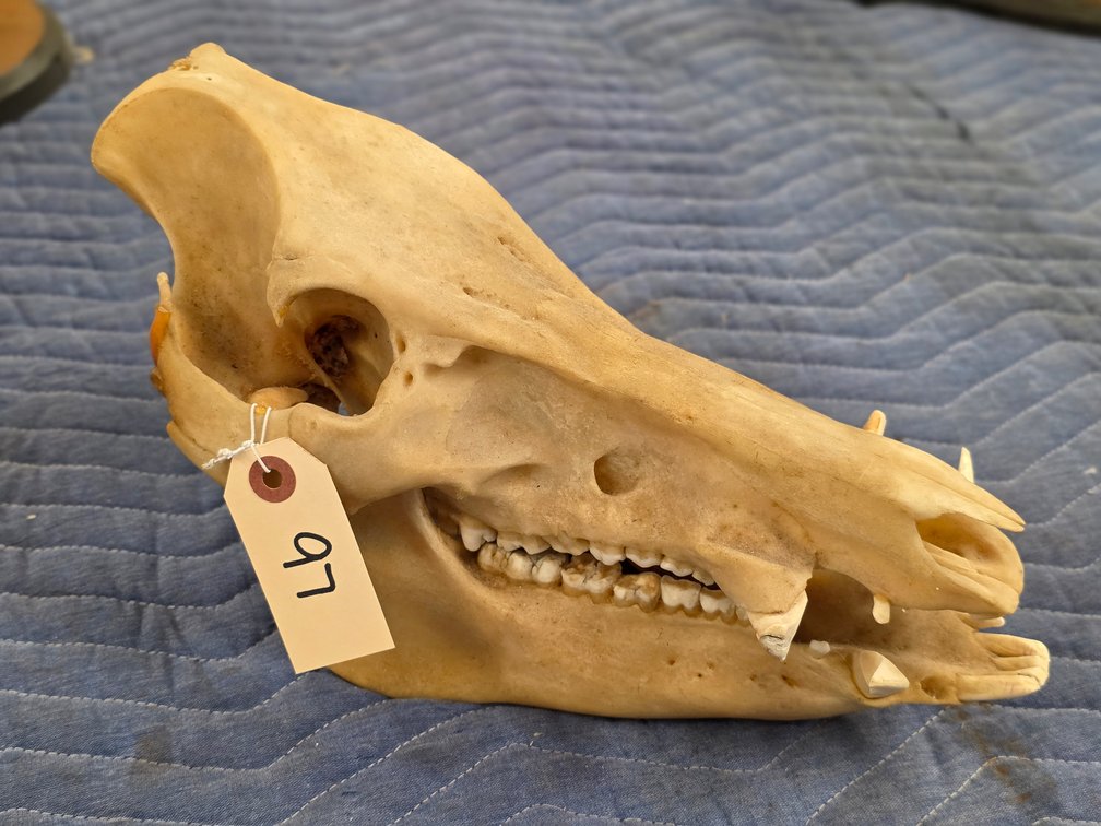 Boar Skull