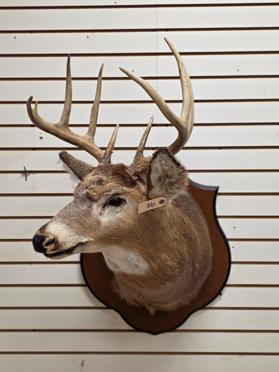 9pt Whitetail Shoulder Mount