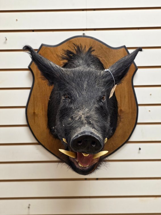 Wild Boar Shoulder Mount on Plaque