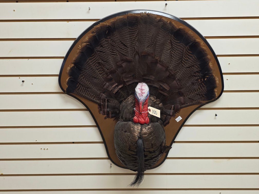 Wild Turkey Shoulder Mount on Plaque
