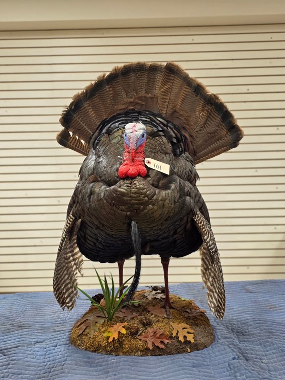 Wild Turkey Full Body Mount