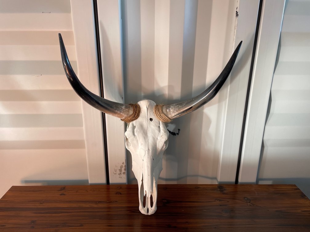 Decorative Cow skull