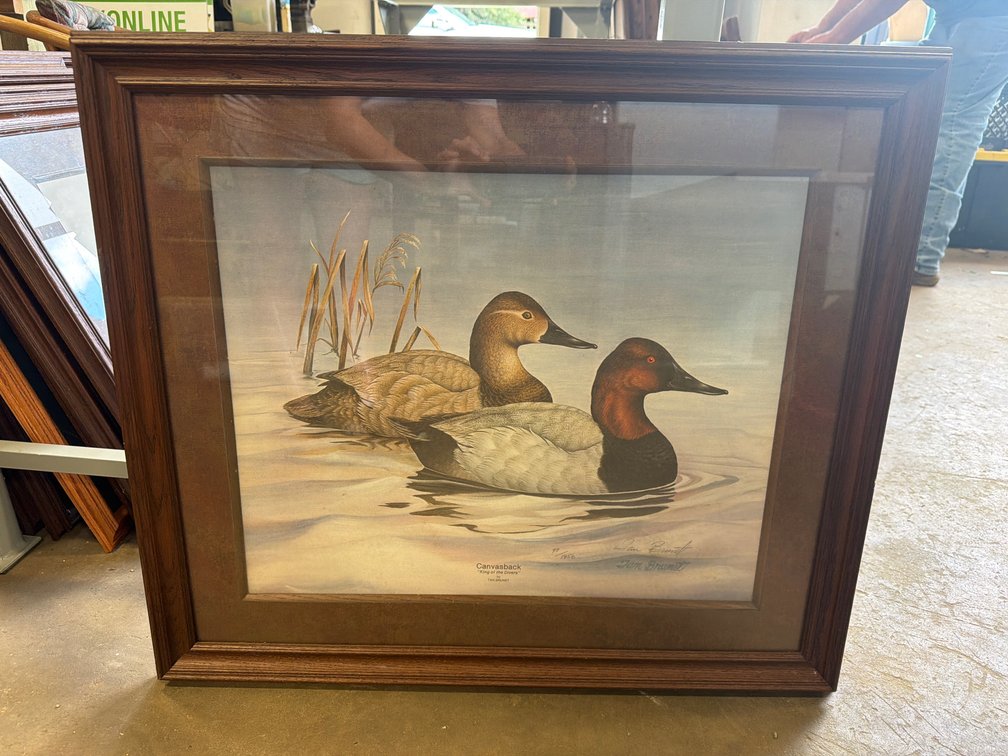 Framed Tan Brunet Canvasback Duck Art Print