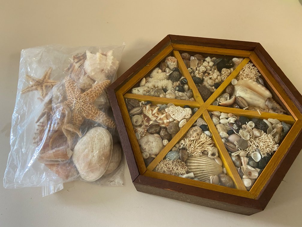 Decorative wooden display case of shells and bag of shells and starfish