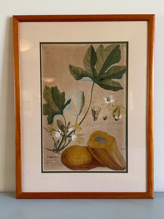 "Papaya" - Botanical Engraving from "Plantae Selectae"