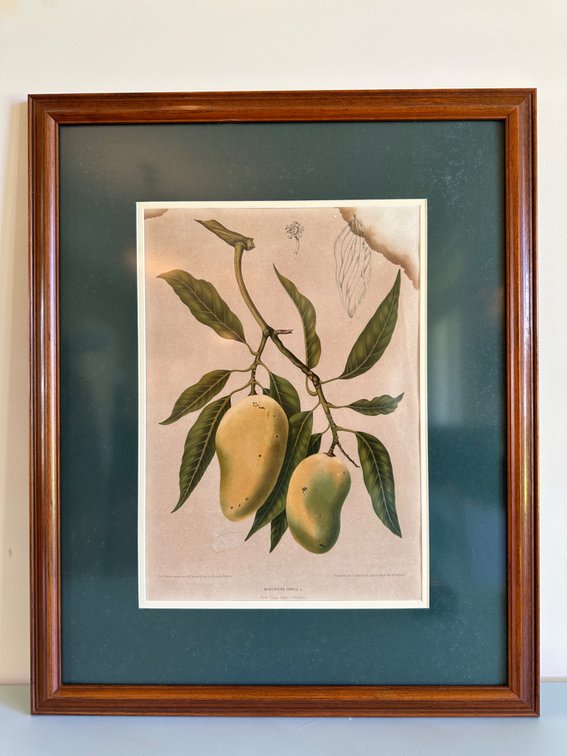 "Mangifera Indica" Botanical Illustration