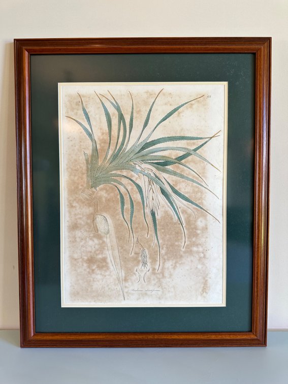 Framed Engraving from "Plantae Selectae"