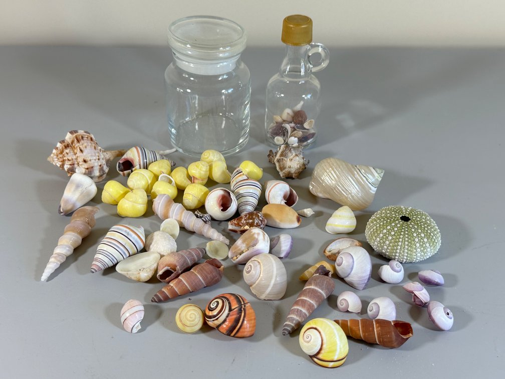 Curated Collection of Seashells and Ocean Treasures