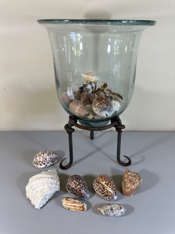 Hand-Selected Seashell Ensemble with Glass Vase and Wrought Iron Stand