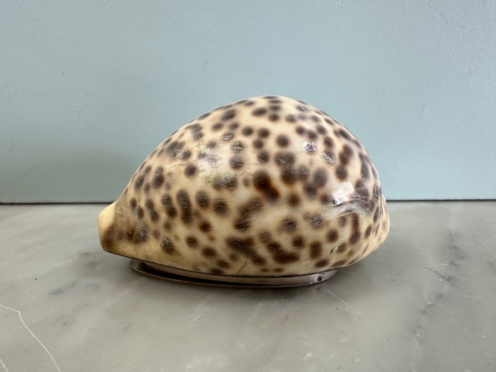 1825 Robert Haxton Cowrie Shell Snuff Box
