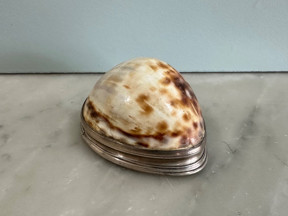 Rare 1630 Dublin Cowrie Shell Snuff Box
