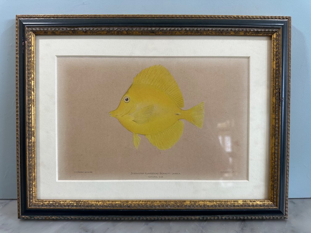 "Sublime Aquatic" - Antique Fish Lithograph, Zebrasoma flavescens
