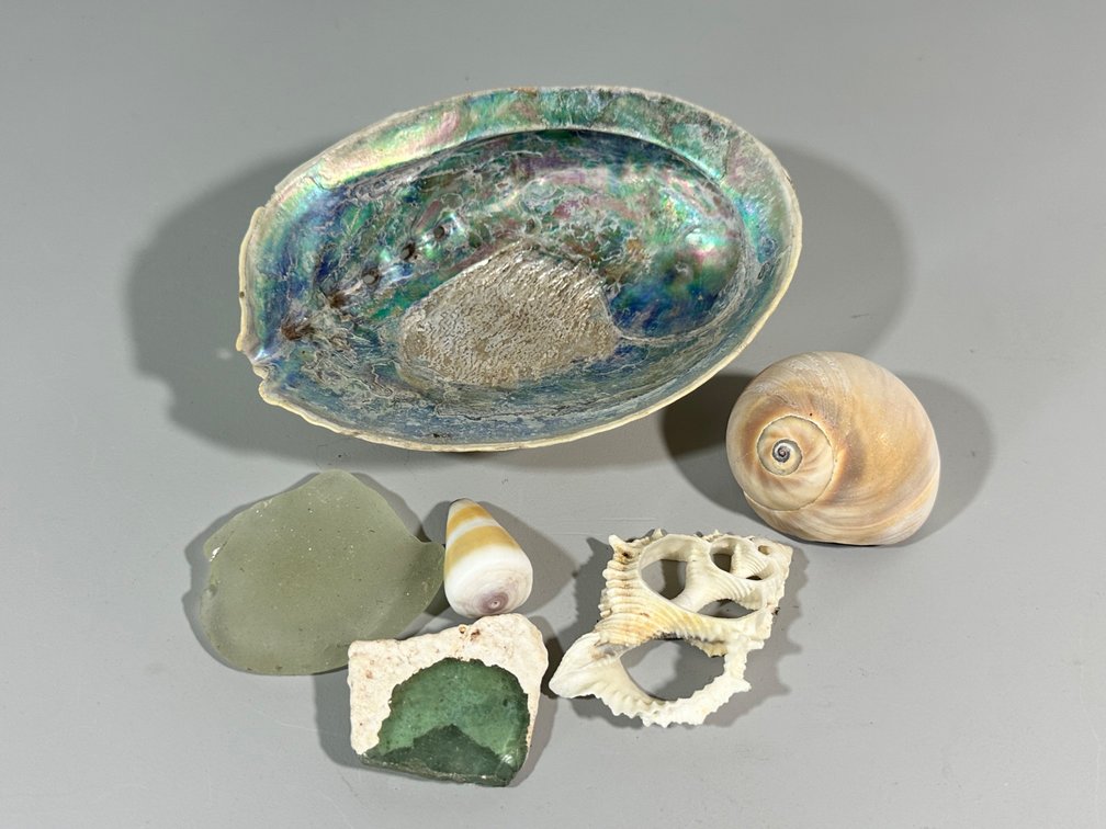 Assorted Collection of Sea Shells and Beach Finds