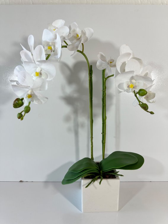 Elegant Forever Orchid Arrangement in White Ceramic Pot