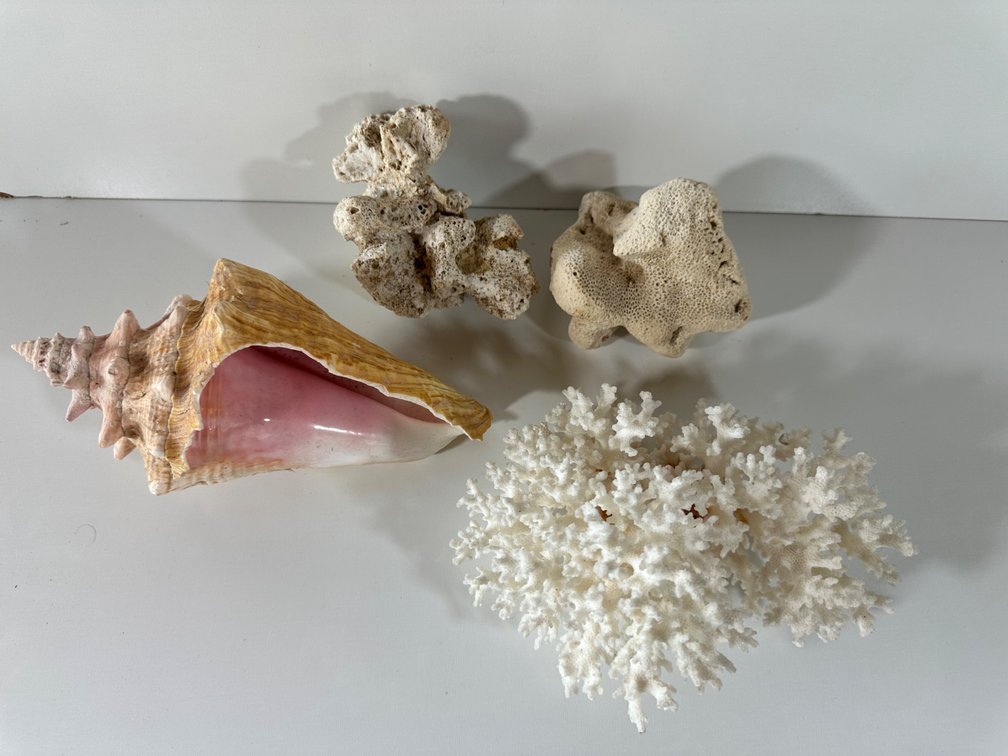 Exquisite Collection of Natural Sea Coral and Conch Shell Decor