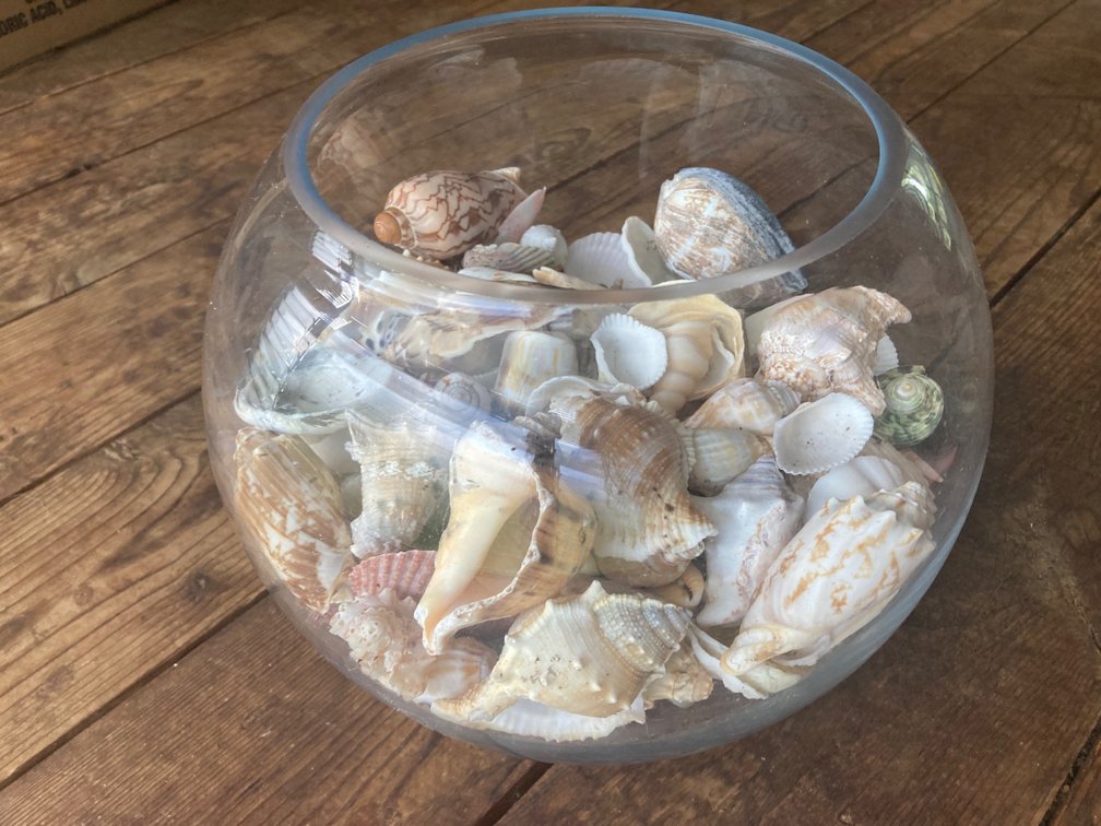 Decorative Glass Bowl with Shells