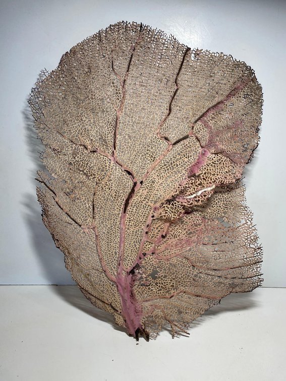 20" Long Dried Sea Fan Coral Piece