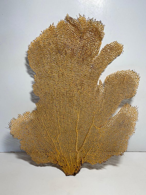 16" Long Dried Sea Fan Coral Piece