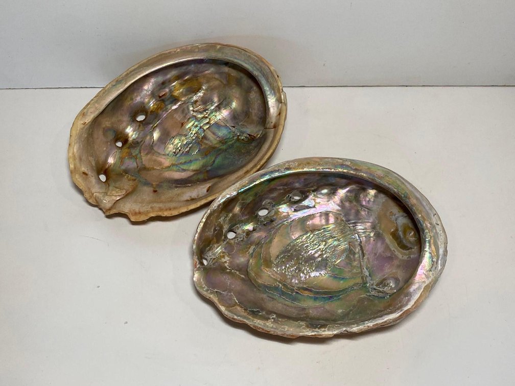 (X's 2)  Abalone Shells 