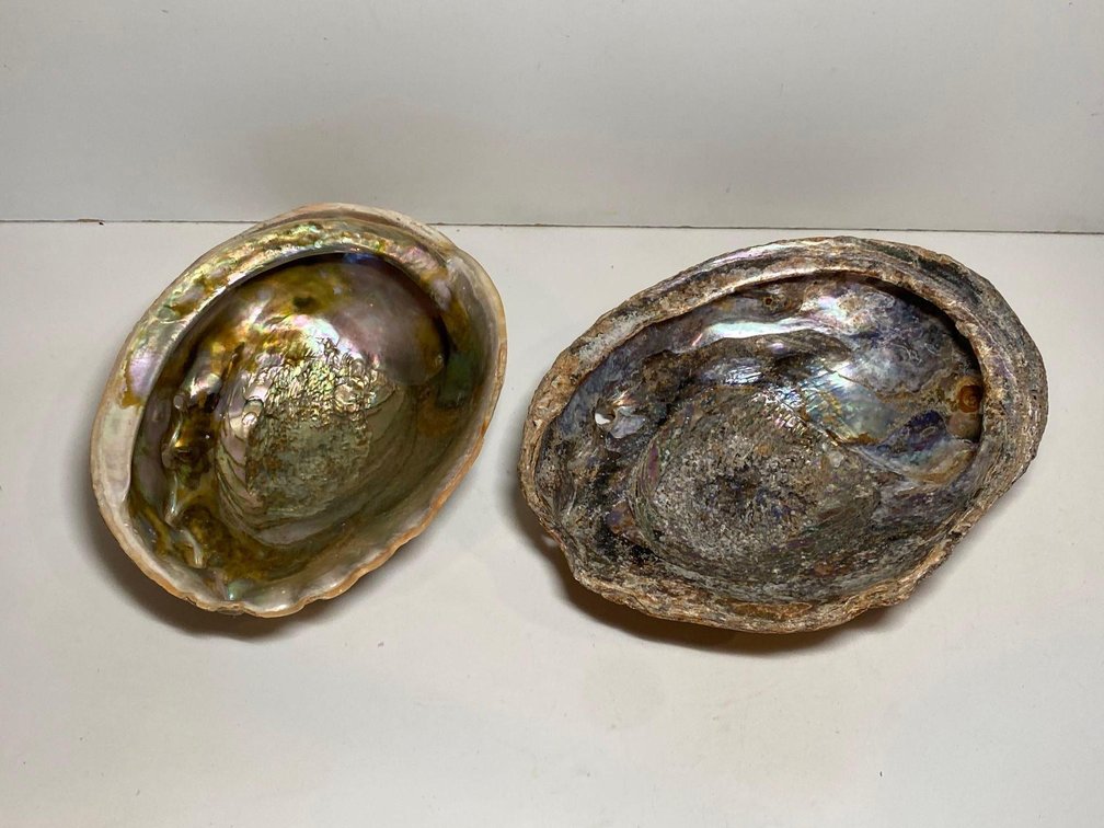 (X's 2)  Abalone Shells 