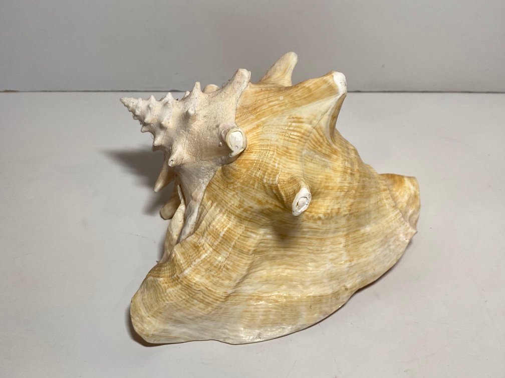 8" Conch Shell 
