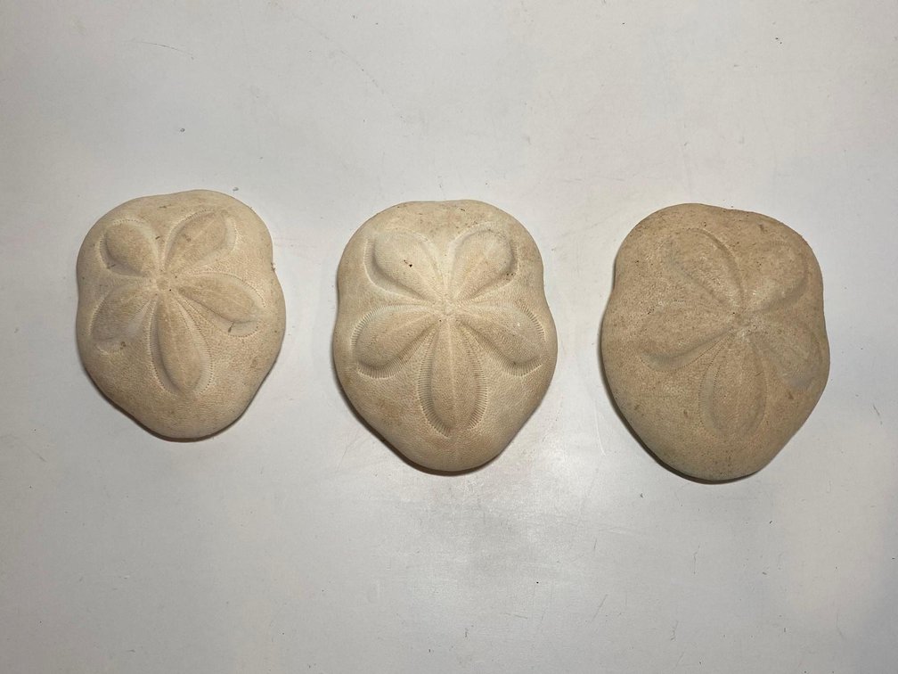 (X's 3) Sand Dollars 